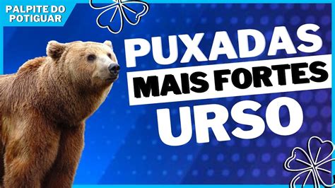 puxada do urso jogo bicho